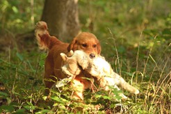 99f56436a6bfa19bcebbd3767a9f9370_246