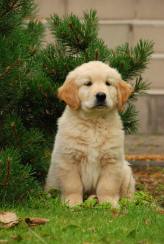 9a458cfbce5734bbff0c60b8a230620e_164x244