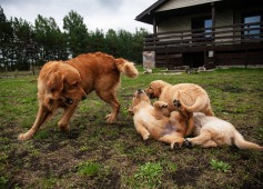 9a4b8692eeed66ff596d79a1ba8c854a_237