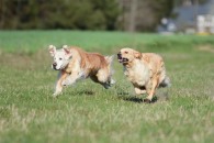 9a529e84864be9f290ad3beda0caf630_195x130_fill