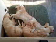 9a7a296530004bc74a54186efd4232a0_184x138_fill