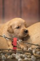 9aaf1e5e20ae736a1d8bead2a218d3b3_130x195_fill