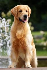 9b05e298e3bed923ed4c4c35d0ef6b9f_164x246