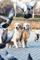 9b213816355316cd244feee34f1f1f70_130x194