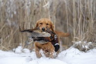 9bdb7d3052bb83d7eab274e84ce87b51_195