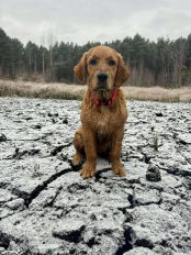 9bfa81da6591d6cc336cb284fadb9bbe_174x232_fill