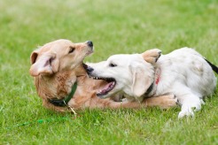 9c00f7165f58ad38dc5c5a7cde2c0315_246