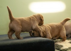 9c22d70a0e2877ca6d28940026043528_237