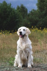 9d630491624f400694d8c525df410af3_164x246_fill