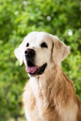 9d9d617ecdbd06875a5ebc0b4f4f8f84_164x246