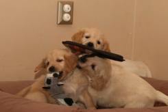 9dc4d91ab3738f0f152e0e461c902ab9_245