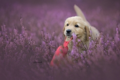 9dc7b8ee1526aa406af41f797e49ecc2_246