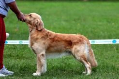 9dd2f678b69150c21ddc453a435d65f4_246