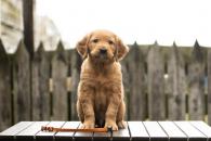 9e02387dc1bc858d343f300592d2d329_195x130_fill