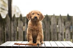 9e02387dc1bc858d343f300592d2d329_246x164_fill