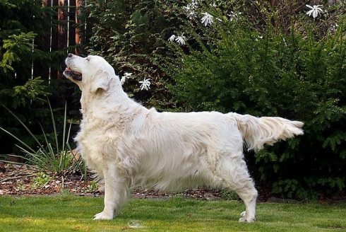 9e870c9903bd77fea2b10a43c3ece1fb_490