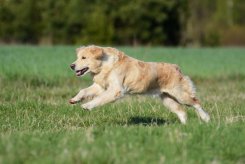 9ee9e815a93f5728d5589a3ca8c56c6c_245