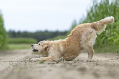 9ef7b89cfdfa3cff059b9ab453aa3b69_246