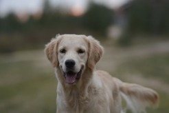 9f0401b498179a234f8ff15844b457af_246