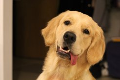 a03d55ec5457b733cc442d8d2ea99946_246