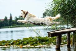 a060c152236497a27da1ca0c36818d4f_245