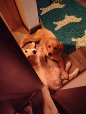 a0b76a407bd1a93e275e39831be5cd86_174x232_fill