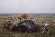 a0eb329baa0c56c5aa8479194b06323a_195