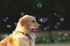 a0ecb7be564926b5548a9591f334ae4d_245