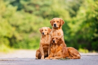 a0f8e4b23c354f275d3442dda42eb626_195