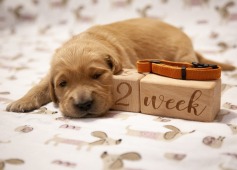 a137e1e09409e4fbd55c3ae8ea96d100_237