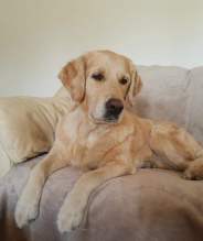 a1abafd55674303c70458486f9505010_184x219