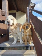 a1ba317910735613d2b00627a035135e_174x232_fill