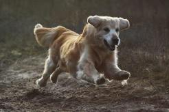 a1ceed3257d6072bbdf6ea733ac9461e_246