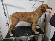 a1e7ce02f8eb89b0e6b7cae594bab8c5_184x138_fill