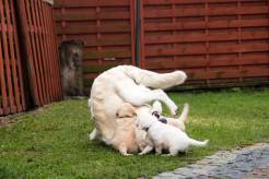 a20838fec71fae4dd85cf456d27952dd_246