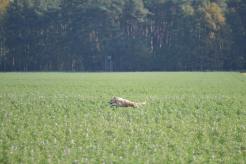 a2c4bd2a84bce4aa7abfb99881d72e0f_246