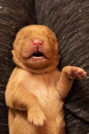 a2d69f18e27d78054a6db8a064699650_130x195