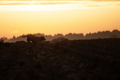 a335fdf3c14549dc4d8db2e0bfa261f6_246