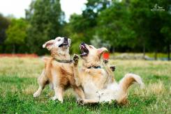 a361f5ebbfcc7afe93d6b3c323c18201_245