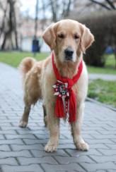 a370da2ad59b18ad492385823c75bbf3_164x244