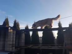 a400d8ef54b779f5928f4be8b3e597b1_232x174_fill