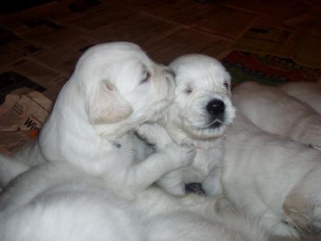 a44e35a04d116f050fbd776dfcf71dd4_461