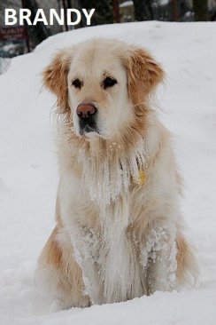 a45be9bba7be89d08a890bdef1b700ff_244x366