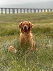 a46323ed9789b7994355513b30eac45b_174x232