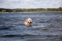 a4b82ecedbfcd6dfa761c303d9e91f6b_246