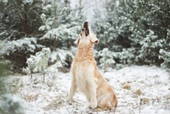 a525aa083b0721095c361c26ea30fa48_245