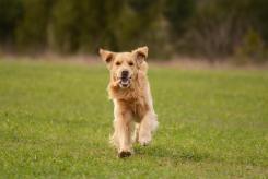 a57f6d03491c1fe01915098476ba1936_245