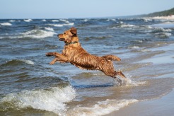 a585ec212e784c1306ad8a292b4ab435_246