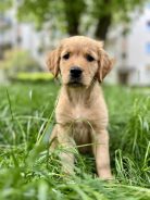 a5ab3e5ded50fc1108f5b7a640850811_138x184_fill