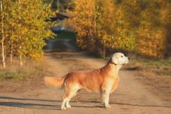 a5b28659d7ac21f7a8c83d91f55ca2ee_246x164_fill